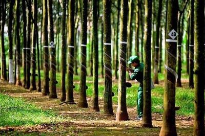 Doanh thu quý I tăng mạnh, Cao su Hòa Bình (HRC) tự tin đặt mục tiêu tăng trưởng cao năm 2026