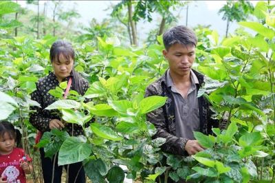 Thanh niên vùng cao học Bác vượt khó thoát nghèo