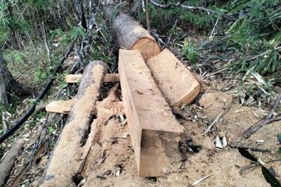 Lâm Đồng: Xử lý 10 vụ vi phạm Luật Lâm nghiệp