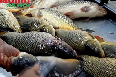 Loại cá sông quen thuộc ở chợ Việt được ví như 'ích mẫu hà tiêu', nhiều người chưa biết lý do