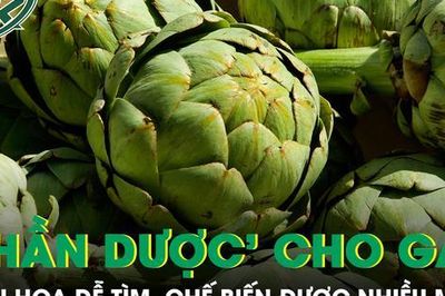 Loại hoa được ví như 'thần dược' cho gan, chế biến được nhiều món ngon