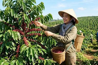 Giá cà phê hôm nay 7.6: Mất thêm 500-600 đồng/kg, áp lực giảm chưa dừng lại
