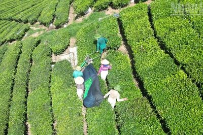Hồ sơ giao đất cho Vinatea Mộc Châu: Những mâu thuẫn cần được làm rõ