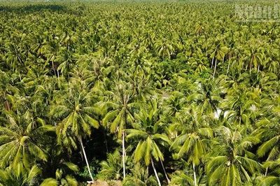 Vĩnh Long phát triển ngành dừa hiệu quả, bền vững