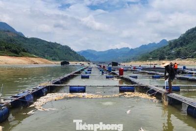 Nắng nóng kéo dài, cá tầm trên hồ thủy điện Bắc Hà chết la liệt
