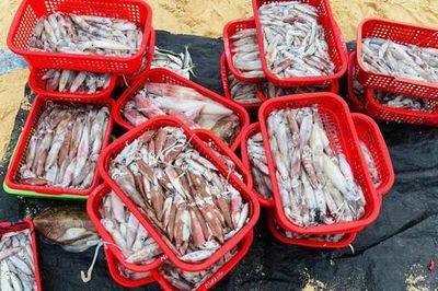 Thức trắng đêm săn 'lộc biển', ngư dân thu tiền triệu mỗi chuyến