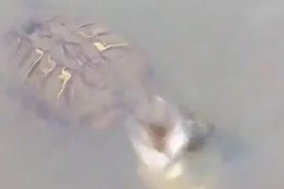 Đang ung dung ăn mồi, rùa suýt trả giá đắt khi bị 'quái ngư' bất ngờ tập kích