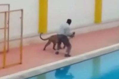 Bị báo hoa mai quật ngã, người đàn ông tay không chiến đấu để giành sự sống