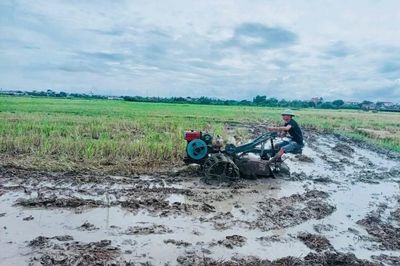 Nông dân hối hả xuống đồng gieo cấy lúa vụ Mùa