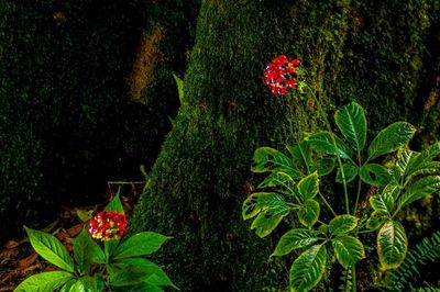 Sống khỏe và giàu trên kho báu