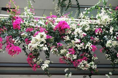 Ban công nóng như 'lò nung' giữa mùa hè? 5 cách đơn giản giúp hạ nhiệt, biến thành góc thư giãn lý tưởng