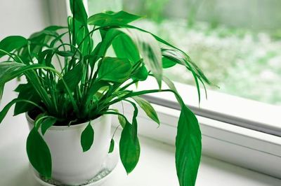 Muốn phòng tắm luôn khô thoáng mà không cần máy hút ẩm: Đặt ngay 5 loại cây xanh này