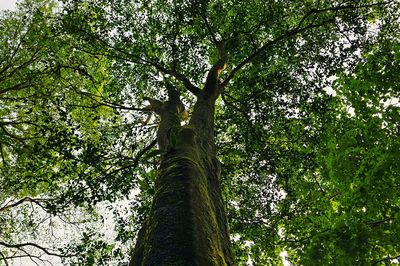 Khám phá quần thể chè cổ thụ trăm tuổi giữa đại ngàn Gia Lai