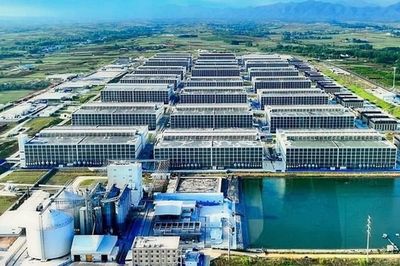 Tổ hợp chăn nuôi lợn nhà cao tầng công nghệ cao Hà Nội: Kỳ vọng công nghệ đi đôi với giám sát minh bạch