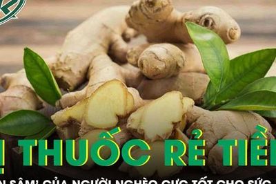 Vị thuốc rẻ tiền được ví như 'nhân sâm' của người nghèo cực tốt cho sức khỏe