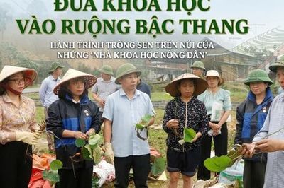 Đưa khoa học vào ruộng bậc thang, hành trình trồng sen trên núi của những 'nhà khoa học nông dân'
