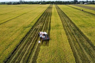 Gạo xuất khẩu tăng lượng nhưng giảm giá