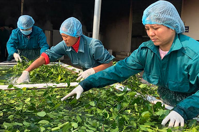 Nhiều dư địa phát triển ngành dược liệu