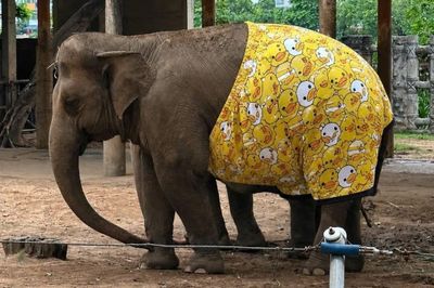 Thực hư voi, hươu cao cổ ở Thảo Cầm Viên 'mặc quần vịt vàng'?