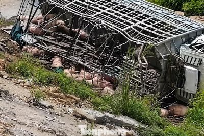 Xe tải chở gia súc mất lái trên cao tốc, thiệt hại hơn nửa tỷ đồng