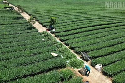 Rà soát toàn diện đất đai tại Vinatea Mộc Châu sau phản ánh của Báo Nhân Dân
