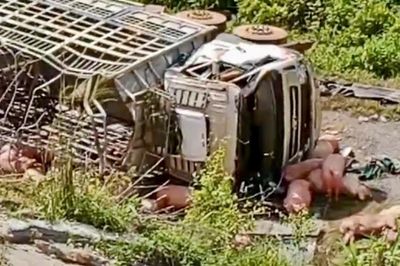 Xe chở heo gặp nạn trên cao tốc qua Huế, thiệt hại hơn 500 triệu đồng