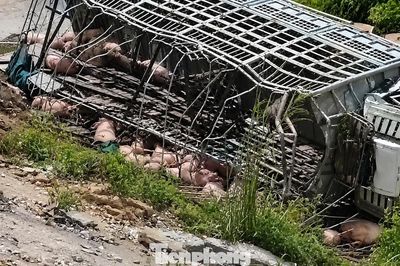 Xe tải chở gia súc mất lái trên cao tốc qua Huế, thiệt hại nửa tỉ đồng