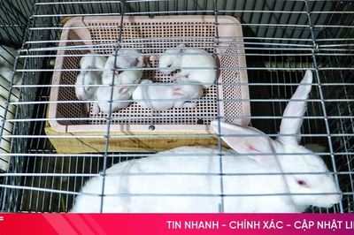 Một dư địa kinh tế khác ở Thiên Cầm