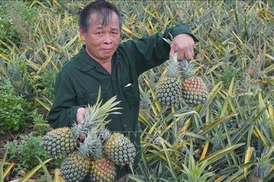Thanh Hóa: Dứa chín đỏ đồi, giá giảm sâu