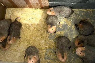 Cặp vợ chồng ở Nghệ An về quê nuôi con 'ngủ ngày cày đêm' lãi hàng trăm triệu đồng