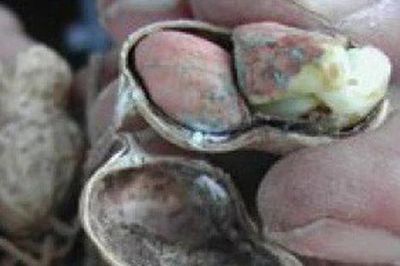 Loại hạt để mốc hại gan, 'độc hơn thạch tín', nhiều người không biết vẫn vô tư ăn