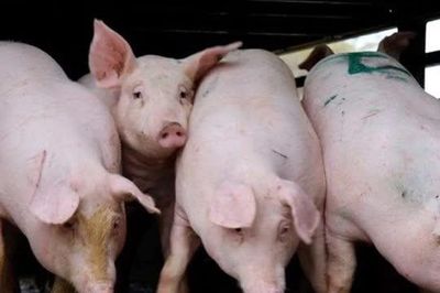 Giá heo hơi ngày 8/6: Khu vực phía Nam tiếp tục xu hướng đi xuống