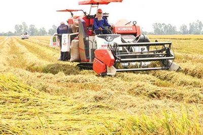 Cắt giảm 11 thủ tục hành chính lĩnh vực trồng trọt và bảo vệ thực vật