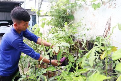 Vườn rau xanh ở đô thị