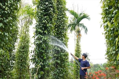 Cơ hội mới cho tiêu Tiên Phước