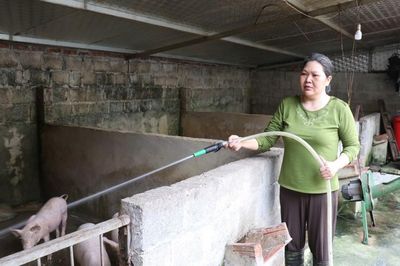 Chống nóng cho vật nuôi