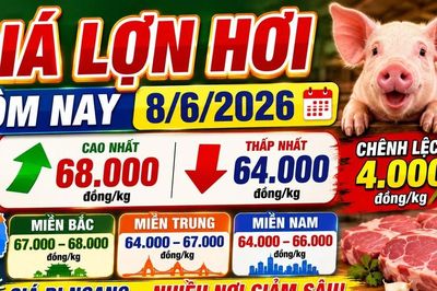 Giá lợn hơi hôm nay 8/6: Chênh lệch 4.000 đồng/kg giữa các vùng