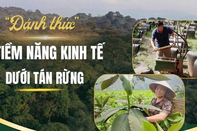 'Đánh thức' tiềm năng kinh tế dưới tán rừng