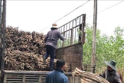 Nông dân phía Ðông Nam tỉnh trúng mì