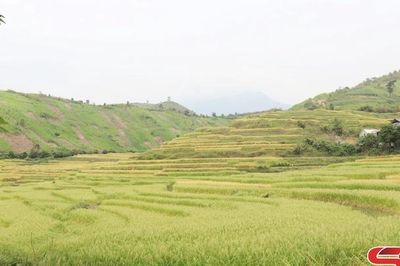 Hứa hẹn vụ mùa bội thu