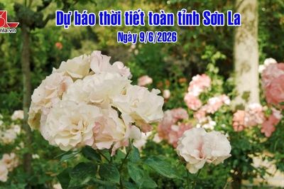 Bản tin thời tiết toàn tỉnh Sơn La ngày 9/06/2026