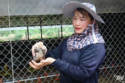 Thu tiền tỷ từ nuôi gà trang trại