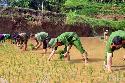 Công an xã ở Tuyên Quang lội ruộng giúp dân cấy lúa