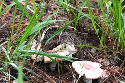 Sở Y tế Lâm Đồng cảnh báo khẩn về ngộ độc nấm rừng