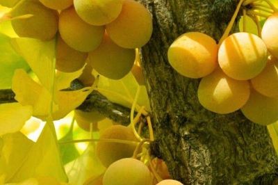 2 cây cảnh càng lâu năm càng giá trị: Dưỡng khí cho đất, vun bồi sự an yên