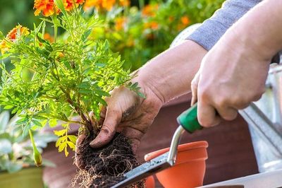 Top 12 cây cảnh cực đẹp nhưng 'khó chiều', càng chăm kỹ càng dễ hỏng