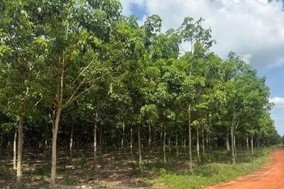 Mong mỏi của người dân ở hồ Dầu Tiếng