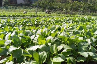 Tại sao người tiêu dùng còn hoài nghi về sản phẩm nông sản hữu cơ?