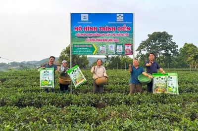'Combo' phân bón Supe Lâm Thao cho cây chè tại Thái Nguyên đem lại hiệu quả bước đầu