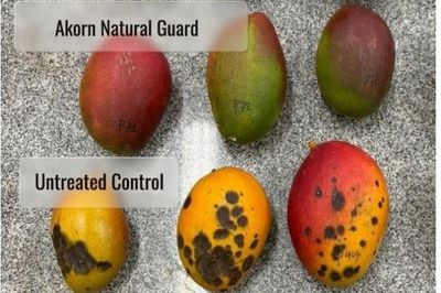 Công nghệ sau thu hoạch mới giúp kiểm soát bệnh thán thư và kéo dài thời gian bảo quản xoài